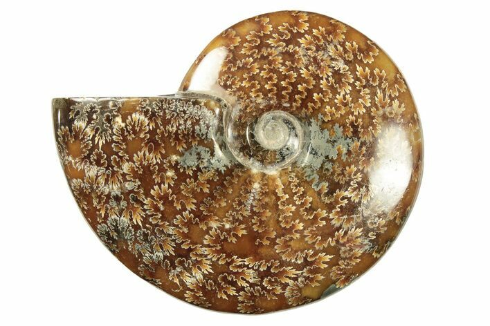 Polished Ammonite (Cleoniceras) Fossil - Madagascar #266277